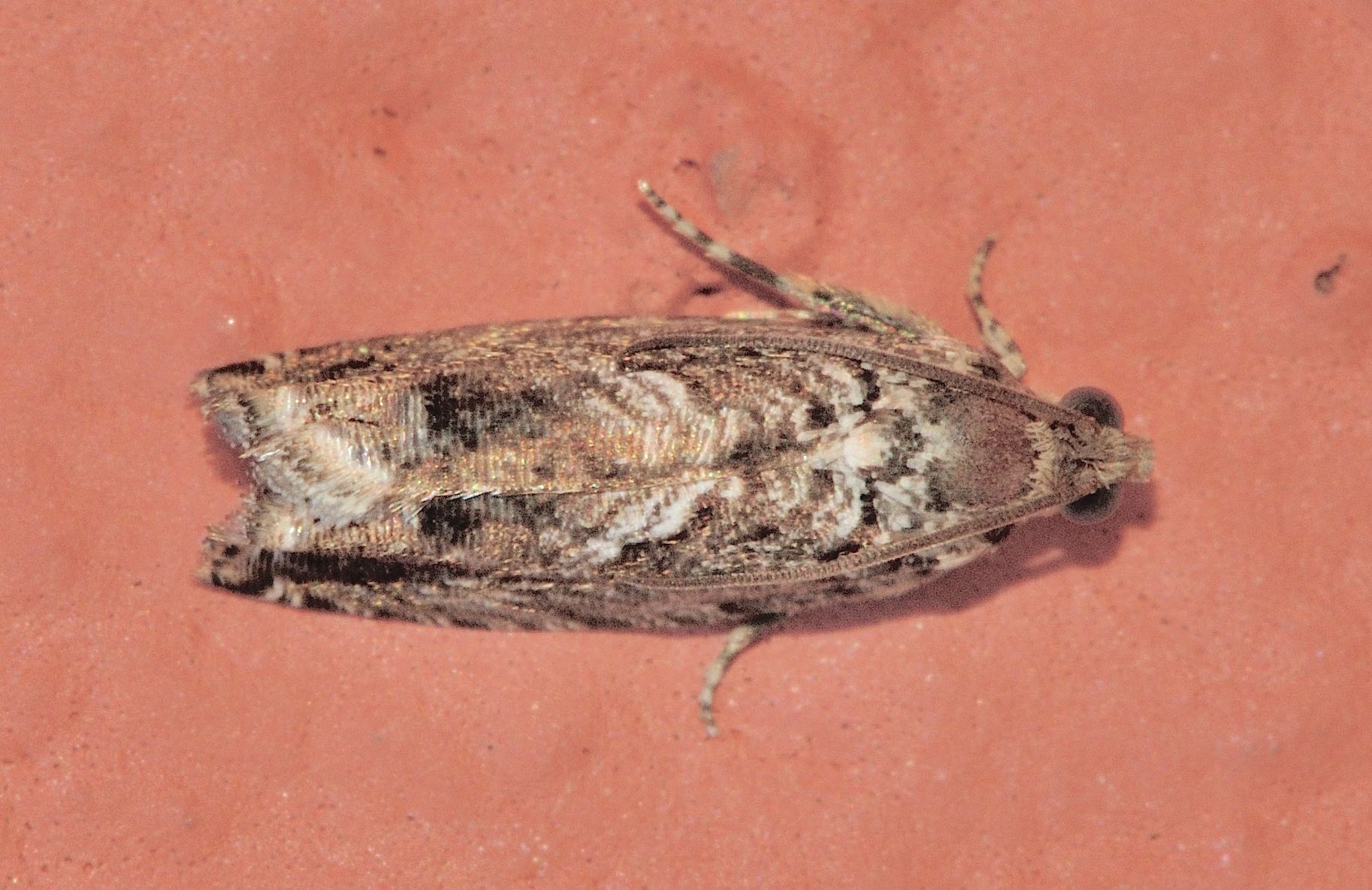 Lepidoptera dell''isola di Lefkada: Cydia Fagiglandana